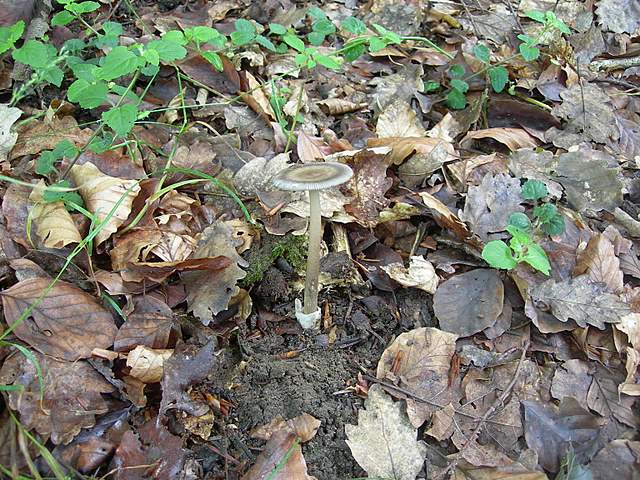 I  Funghi  della  faggeta  calcarea